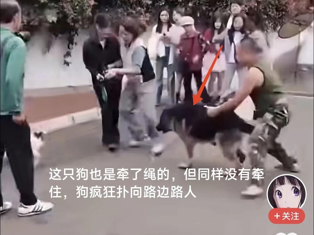 为什么居民生活小区要禁养大型烈性犬？因为有些犬，即便狗主人牵着绳子遛狗都没有用，