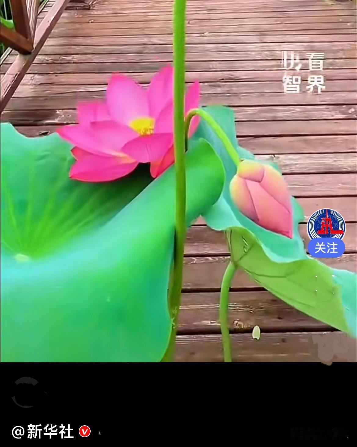 太美了……近日安徽偌大的荷花池里，万千莲叶荷花亭亭舒展，可偏偏有一株独立独行的
