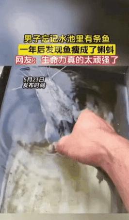 广西一男子买了条鲶鱼，回家就扔进水池里，因为有事就忘了此事，直到1年后，才终于想