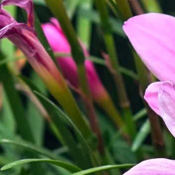 种植🌹韭莲的养殖方法主要有以下几步：1.繁殖：韭莲可以通过分株法或鳞茎栽植