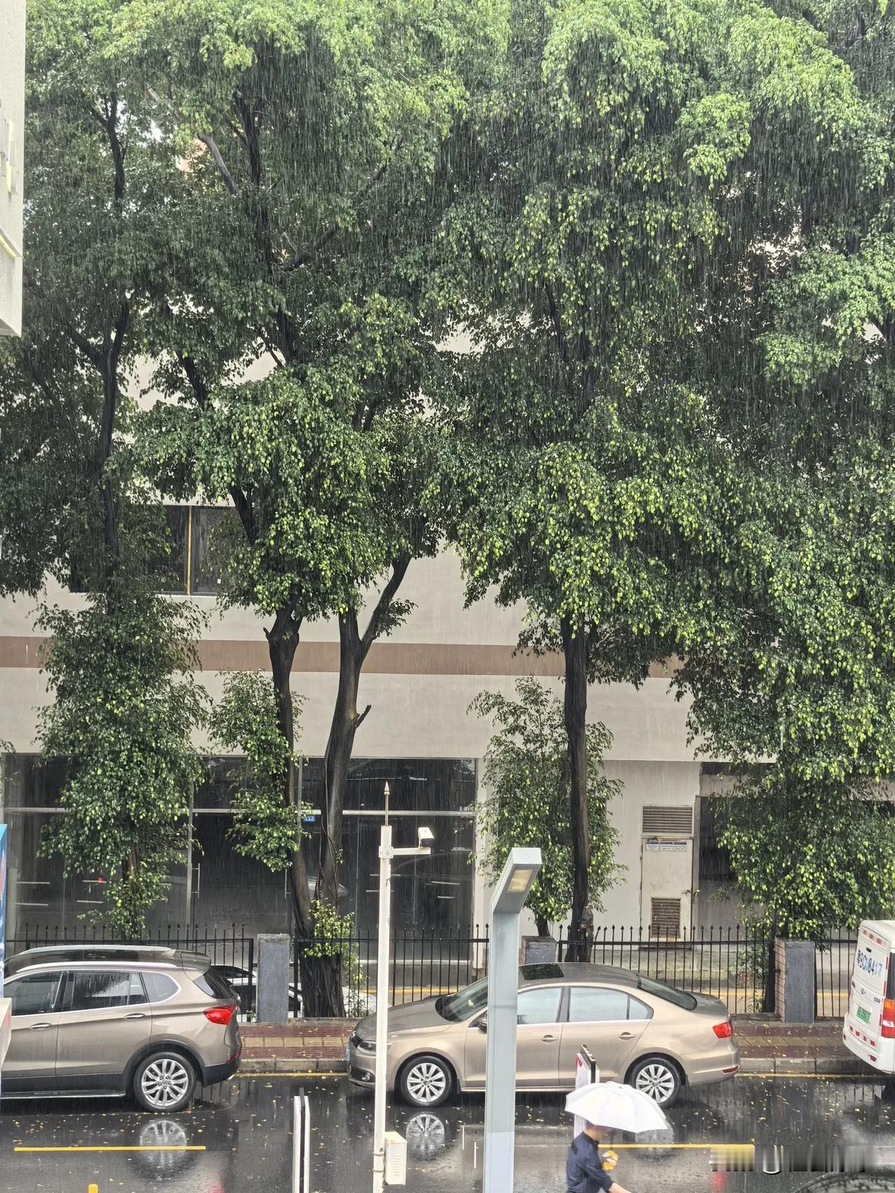 今天深圳全市暴雨黄色预警！从早上六点到现在，福田一直在下雨🌧️。尽管雨势没