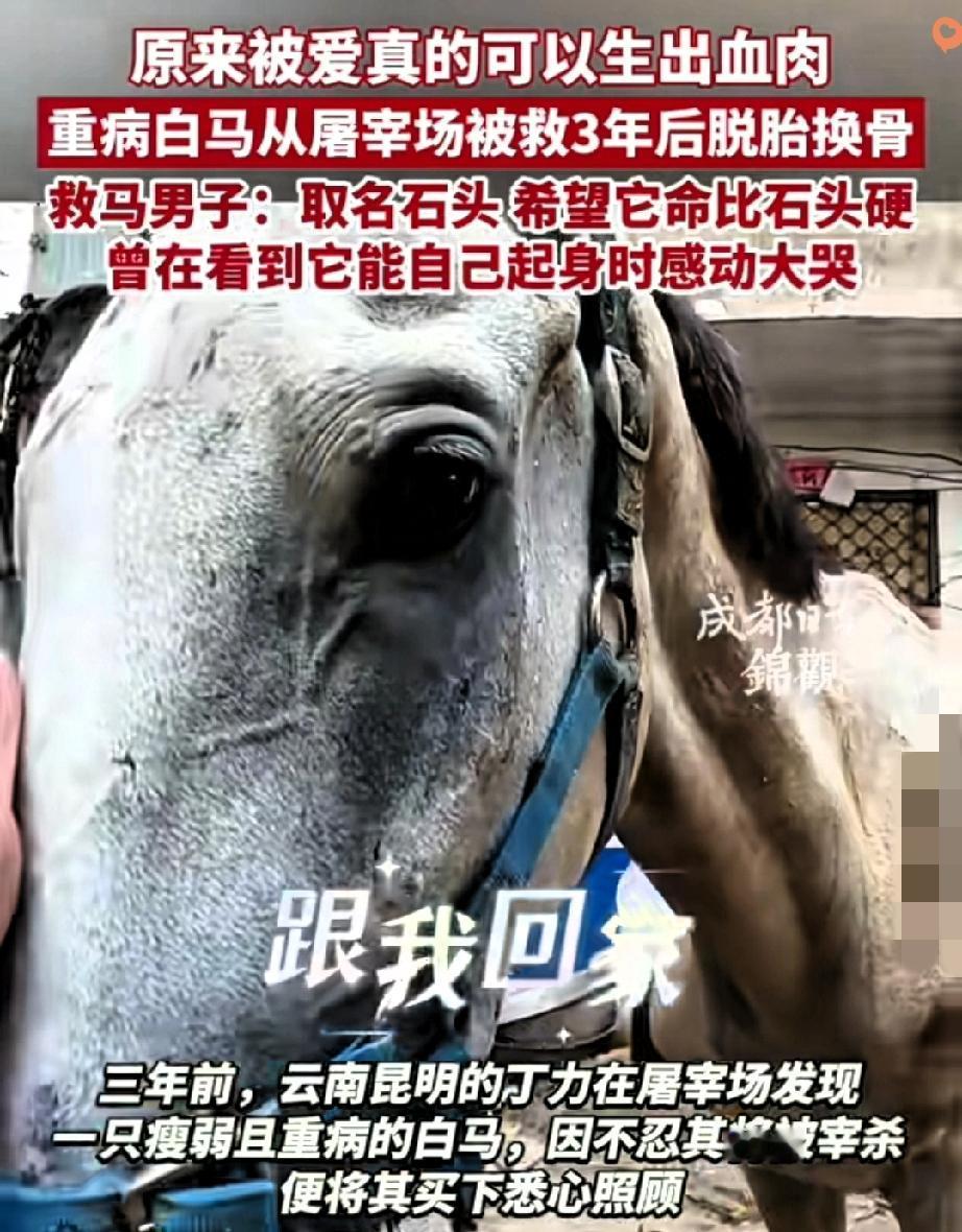 万物皆有灵！云南昆明这匹待宰病马的遭遇，真的让人又心疼又暖心，谁能想到濒死的灰