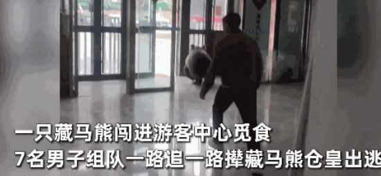 离了个大谱！”8月8日，西藏那曲，一只藏马熊在觅食时，竟来到了游客中心，挑游客倒