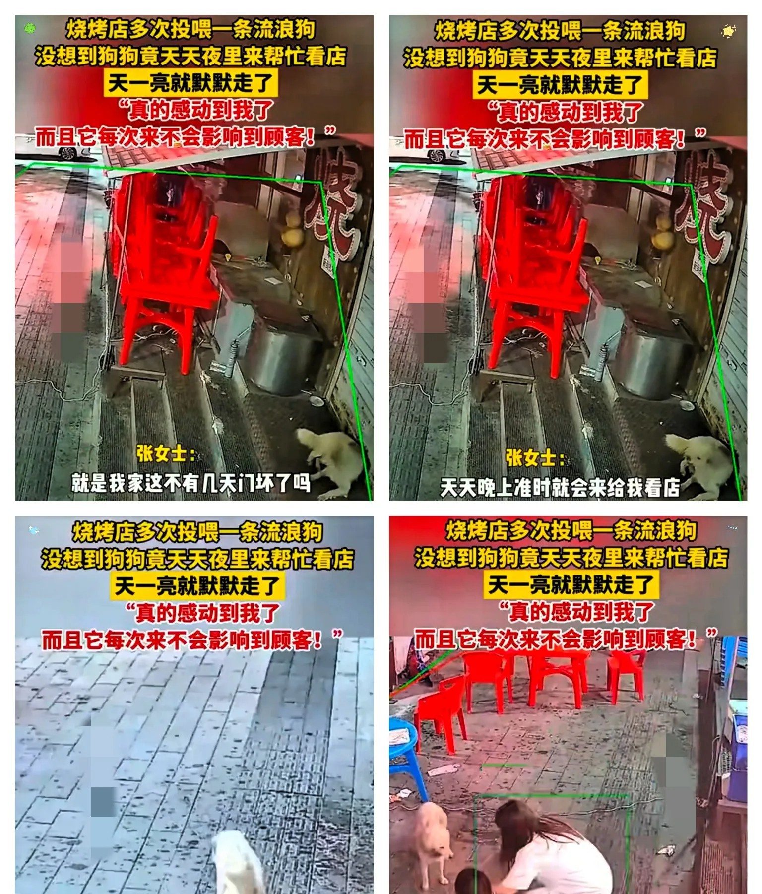 太通人性了！长春，烧烤店老板娘多次投喂流浪狗，没想到，流浪狗竟每天趁她收摊后，