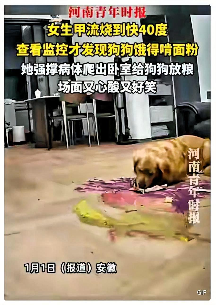 笑不活！安徽一女生养了一只狗狗，有一天这位女生得了甲流，发烧烧了一天，躺在床