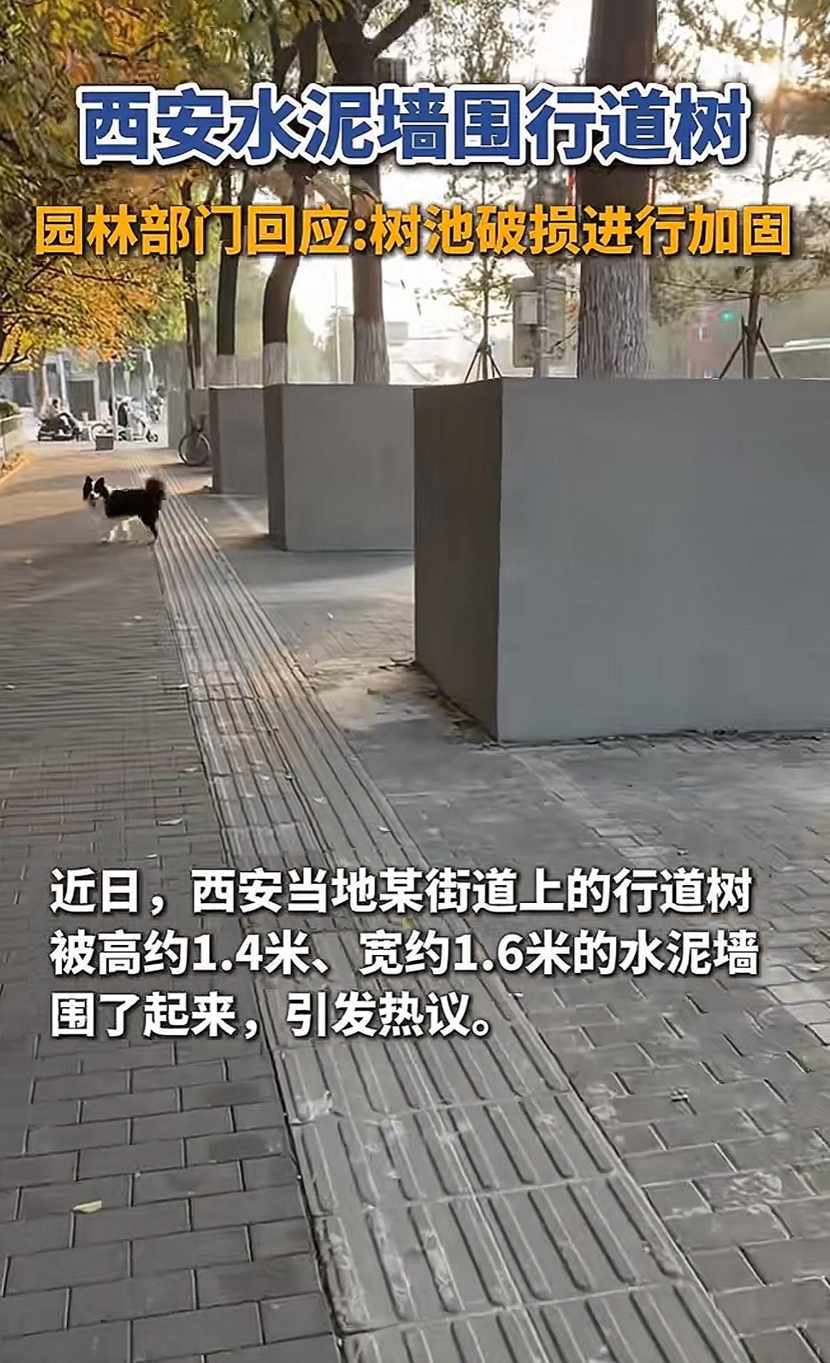 虽然我不知道把路边的树木，用水泥墙给围起来，到底是有何意义？但是考虑到一个细节问