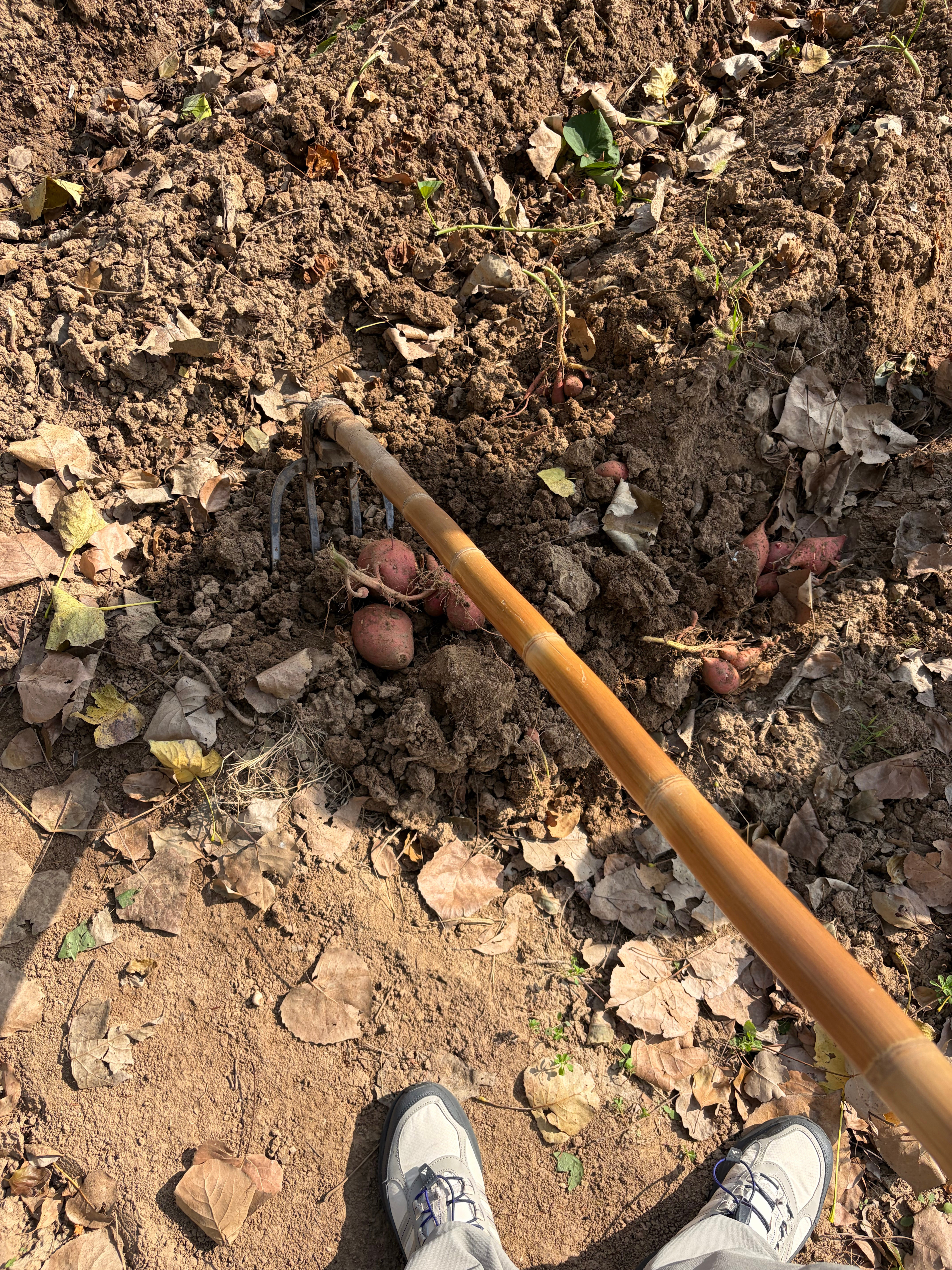 今天我是小红薯主理人[doge]​​​