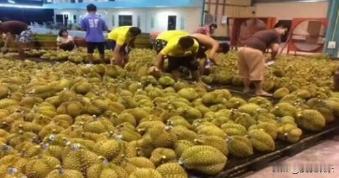 失去中国市场后，当水果卖不出去，才意识到了自己当初多“天真”。首先我们要清楚