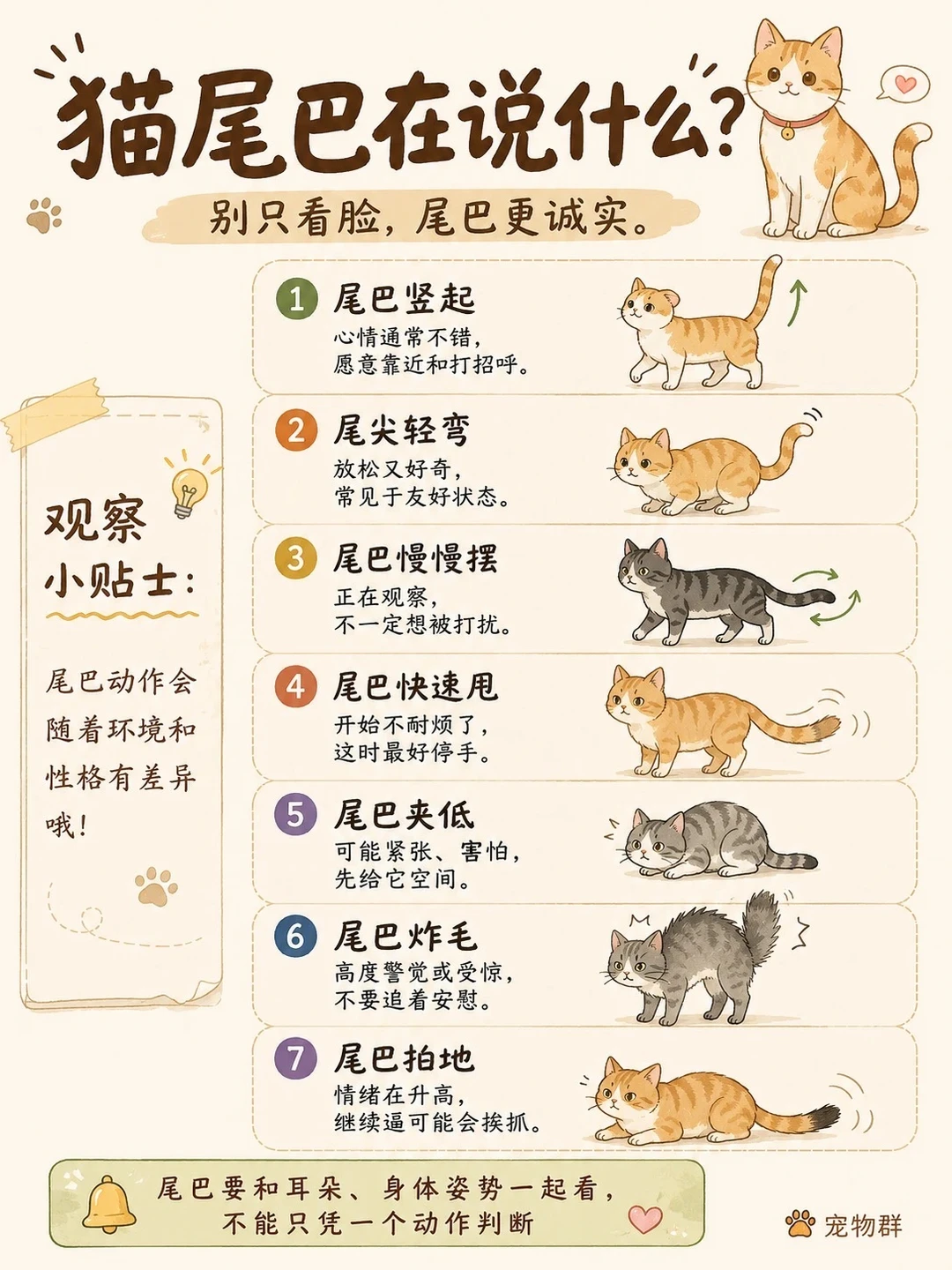 猫尾巴在说什么、别只看脸、尾巴更诚实