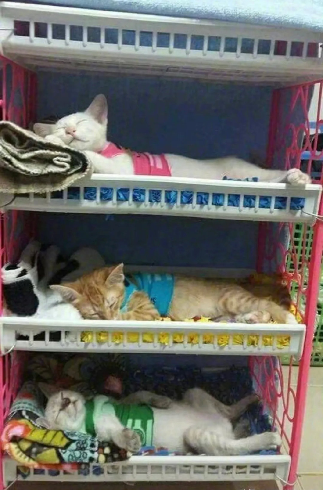 原来这个小车子是这样用的呀！