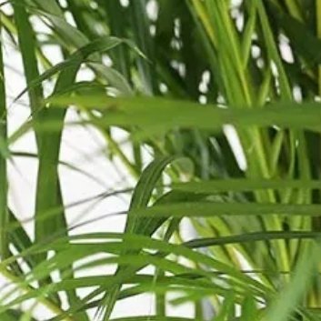 ‎种植🍃散尾葵的养殖方法。1.光照：散尾葵喜欢充足的阳光，每天至少需要6小