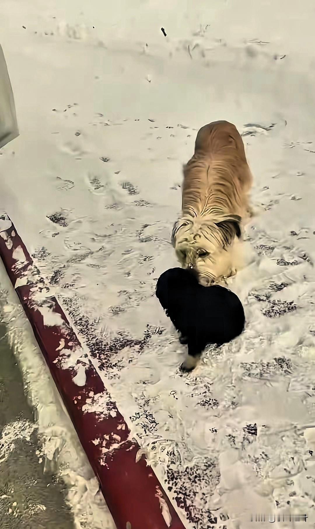 “看哭了！”新疆，一车主刚在路边停下休息，接下来的一幕让他直接傻眼了：两只流浪狗