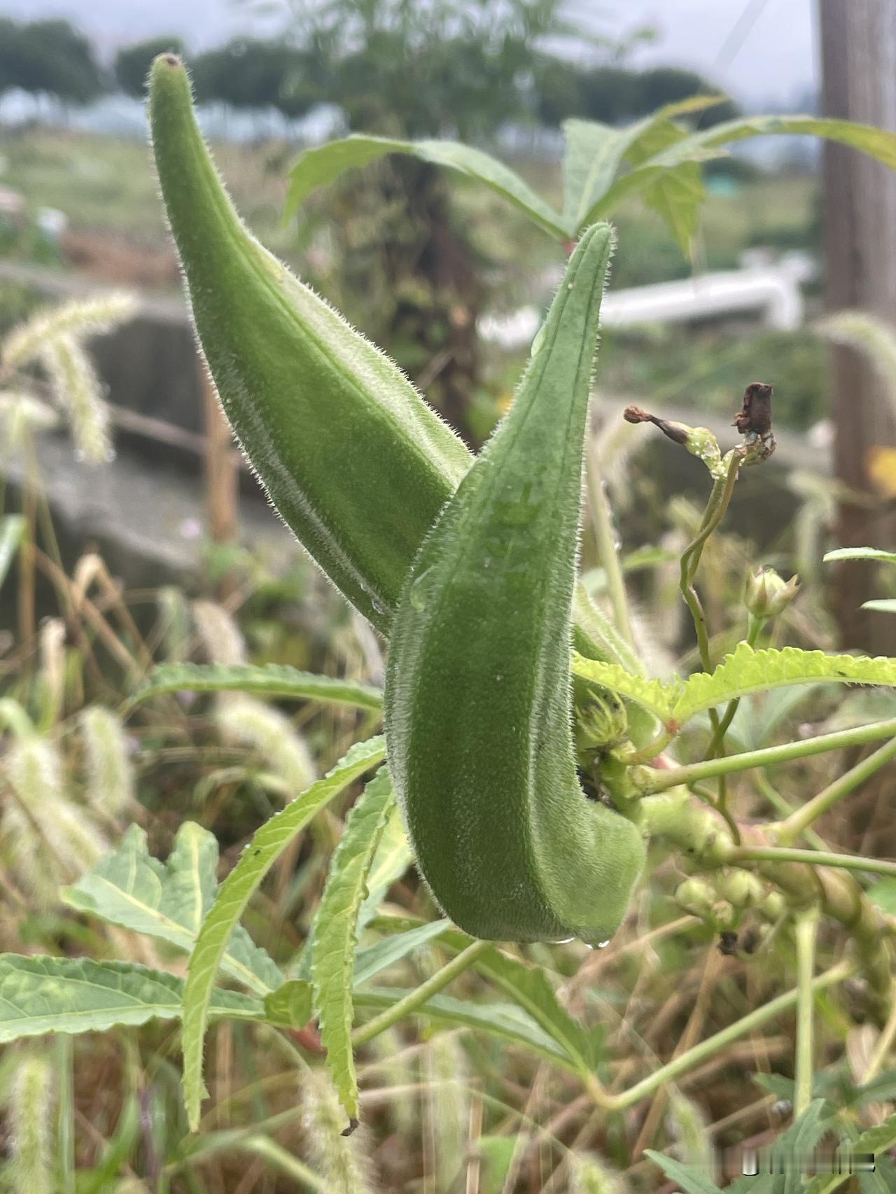 这是秋葵，有些地方叫洋芝麻，是一种很好吃的蔬菜。蔬菜开花结果喽