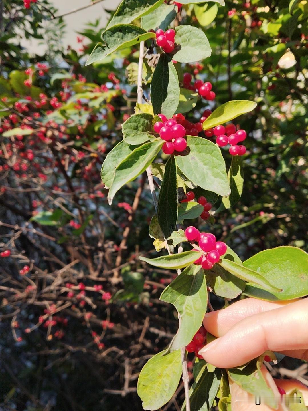 刚上课,我让学生写一下意见,不料一女生惦着小碎步急匆匆跑过来:“老师,我能和您单