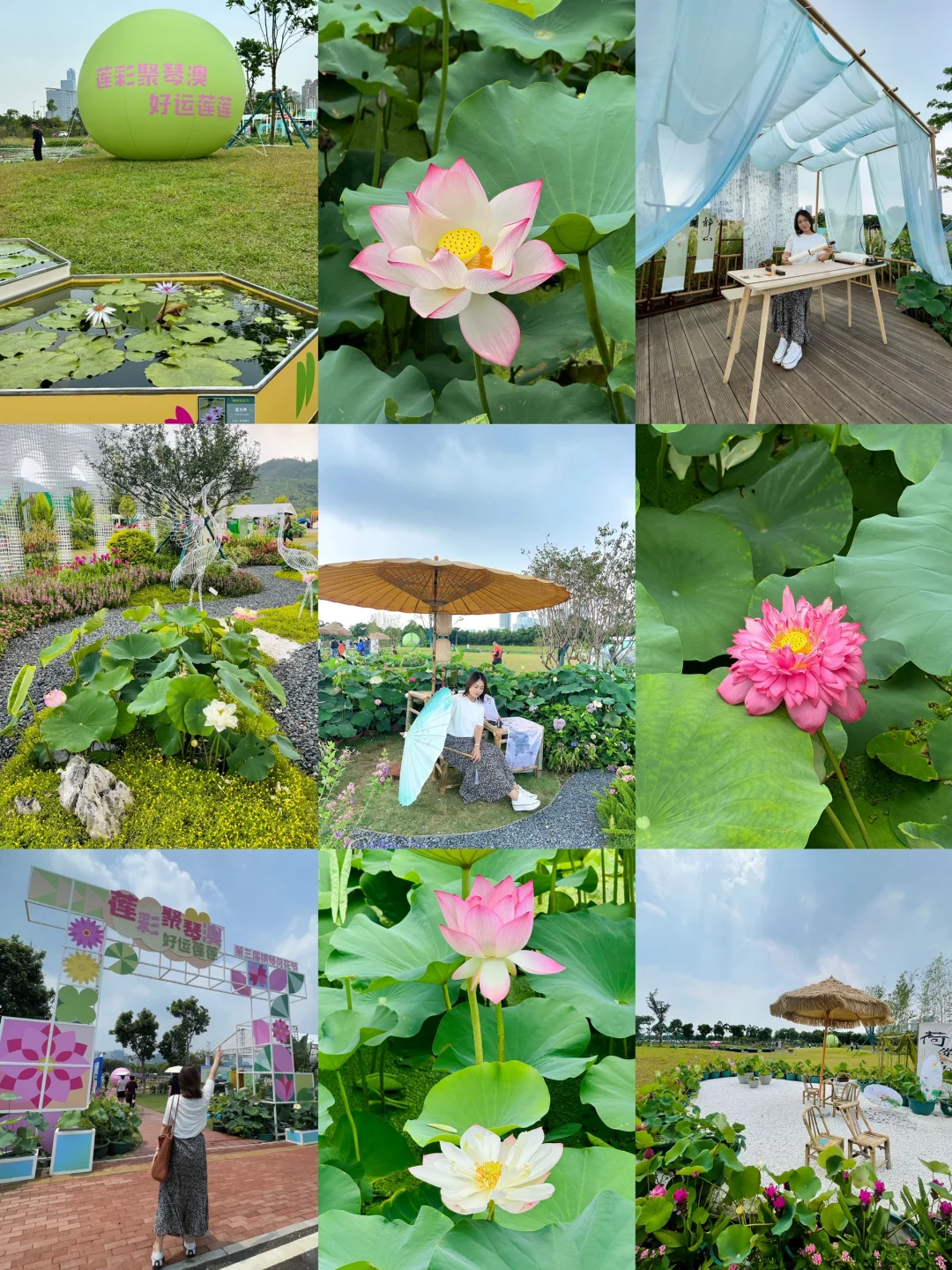 横琴🌷这片荷花承包了整个夏天的温柔～