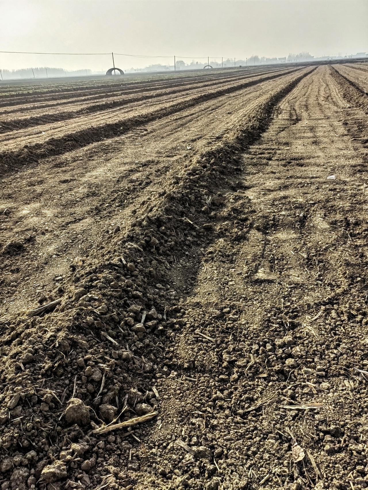 小雪节气已过，地里才种上小麦，这麦苗还能出来吗？即使出苗了，苗子的分蘖率也下降