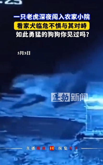 “万物皆有灵！”5月3日，一只野生老虎突然深夜闯入村民家里，结果被家犬警觉地发现