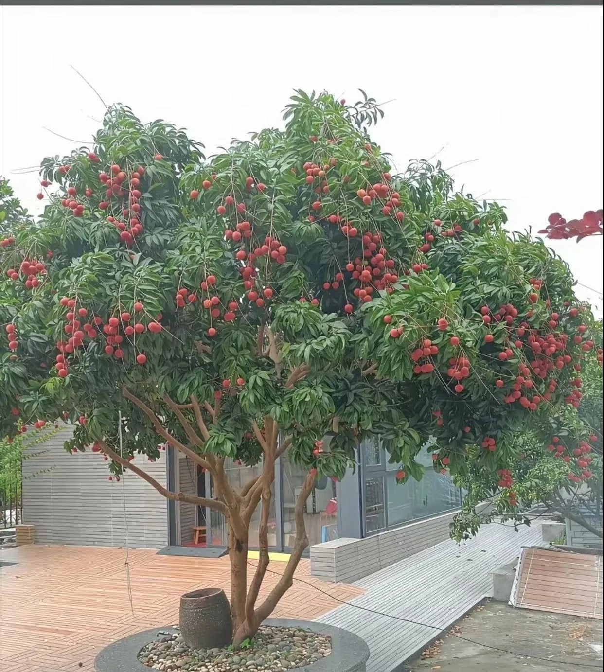 荔枝还是挺高产的啊！院子里种了一颗荔枝树，吃不完啊，根本吃不完……结了满满的一