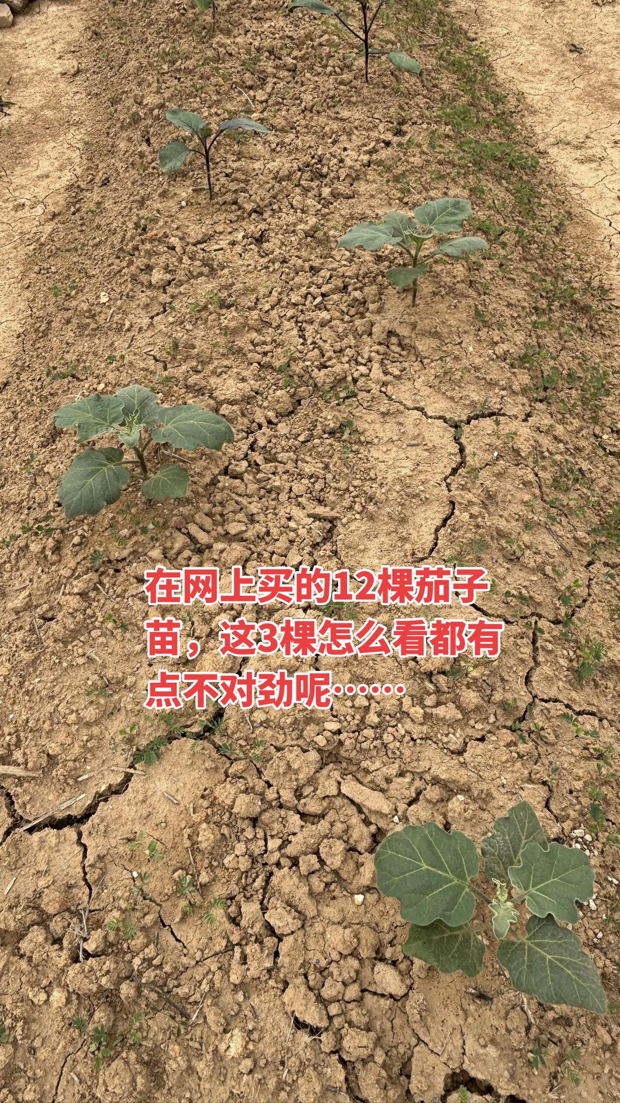 在网上买的茄子苗咋那么奇怪呢？