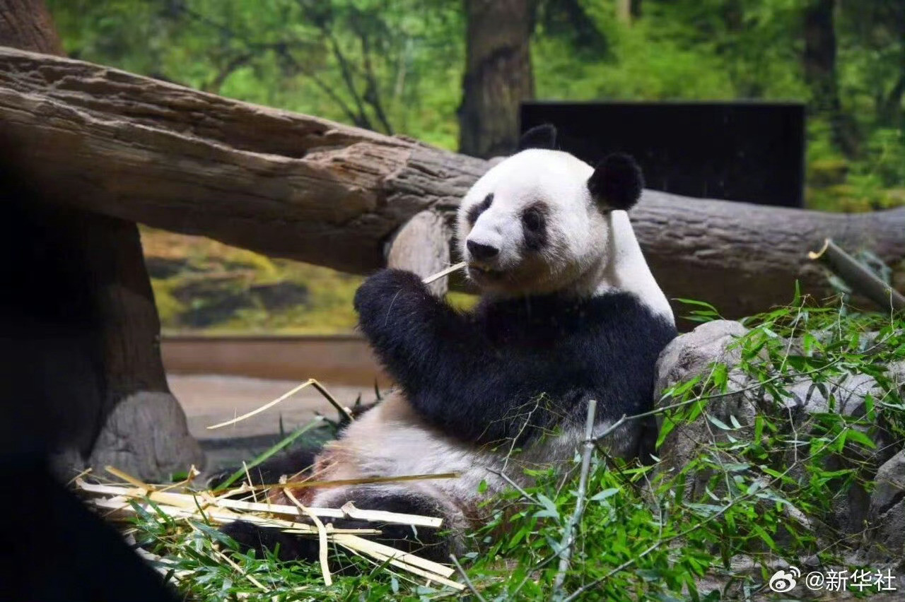 #晓晓蕾蕾到家啦#【#大熊猫晓晓蕾蕾平安回国#】旅日双胞胎大熊猫幼崽“晓晓”和“