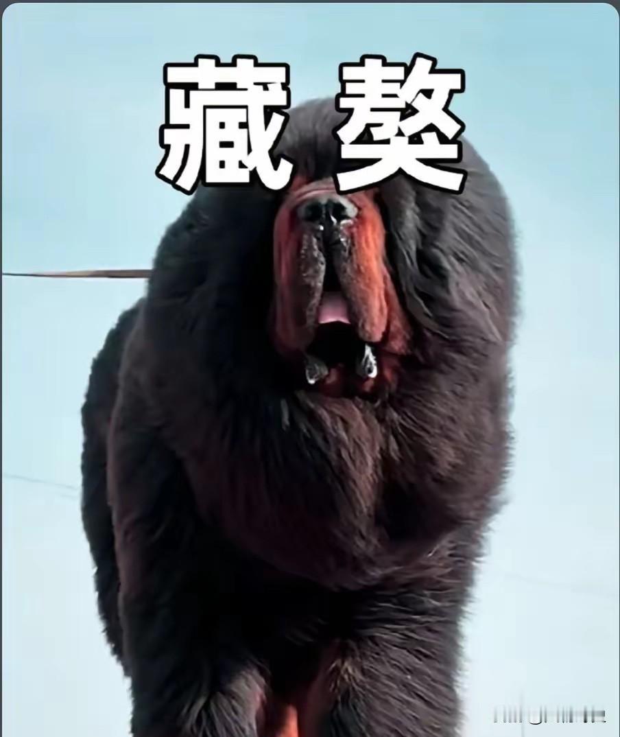 藏地僧人救重伤藏獒，生灵报恩的纯粹，远比人性更动人你相信畜生比人更懂报恩吗？
