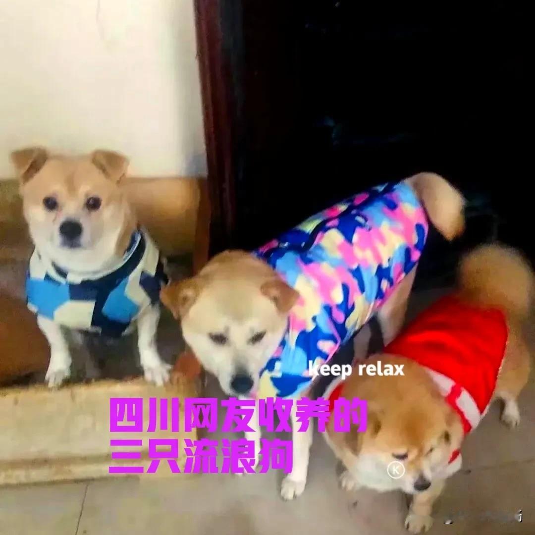 四川的一位网友，几年的时间里，收养了三只流浪狗。一直直到现在，他都非常清楚地记得