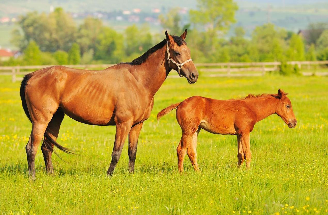 估计90%以上的网友都不知道，抗蛇毒血清是从马血中提取的，为什么是马？不是猪牛羊