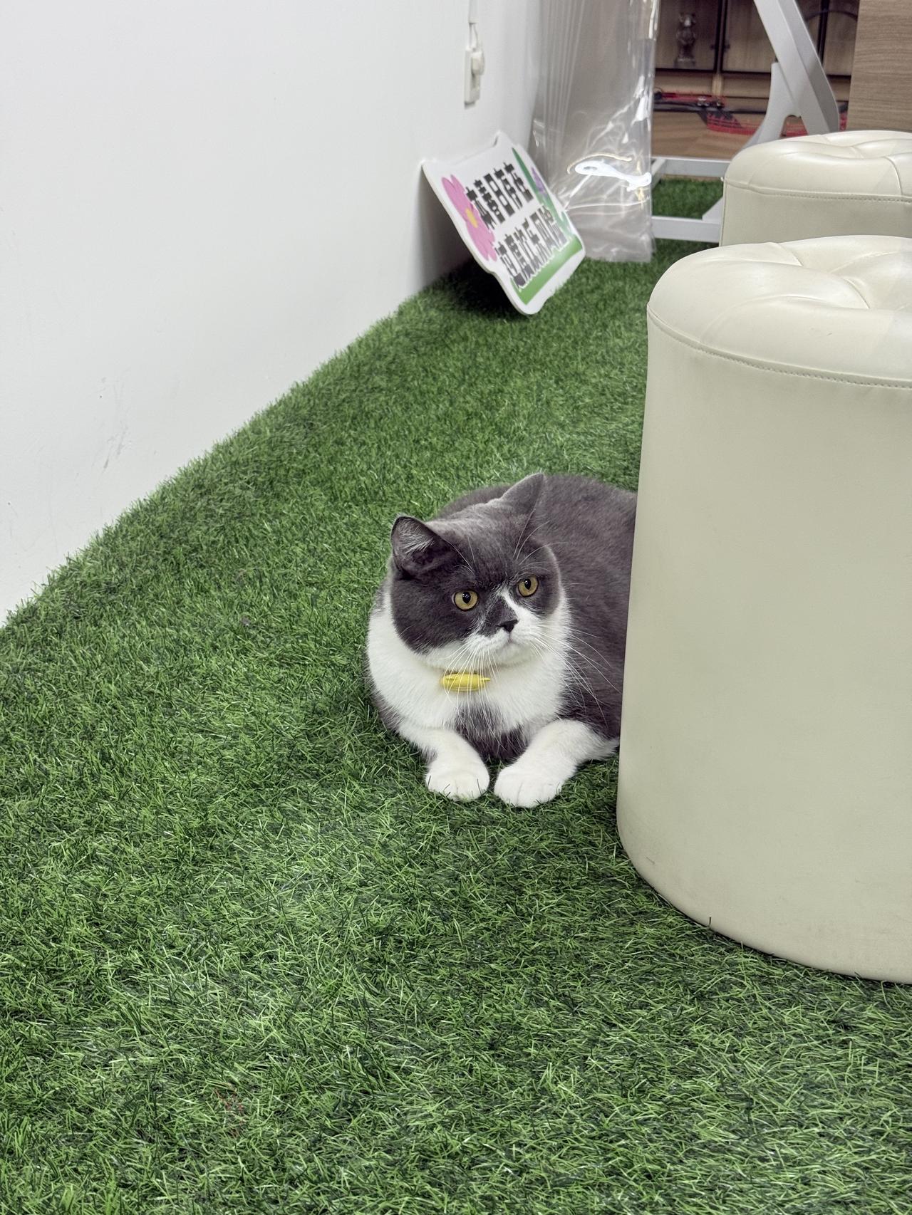 分享新猫片～一坨猪咪来喽～公司新来的猪咪🐱好肥好可爱😍就是有点高冷～