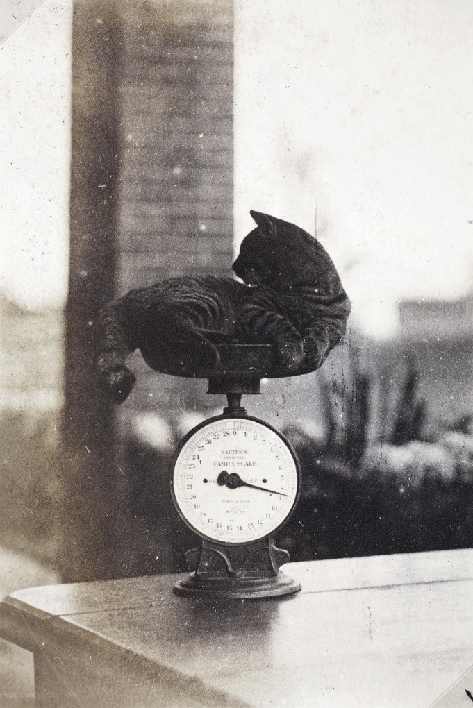 20年代，上海，给小猫咪称重（3.9kg）历史知识​​​