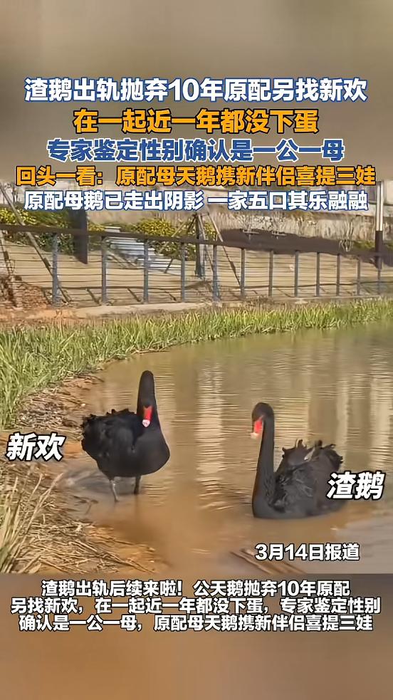 “笑不活了！”湖北武汉，一对黑天鹅相守10年，可一只新天鹅来到后，公天鹅开始移情