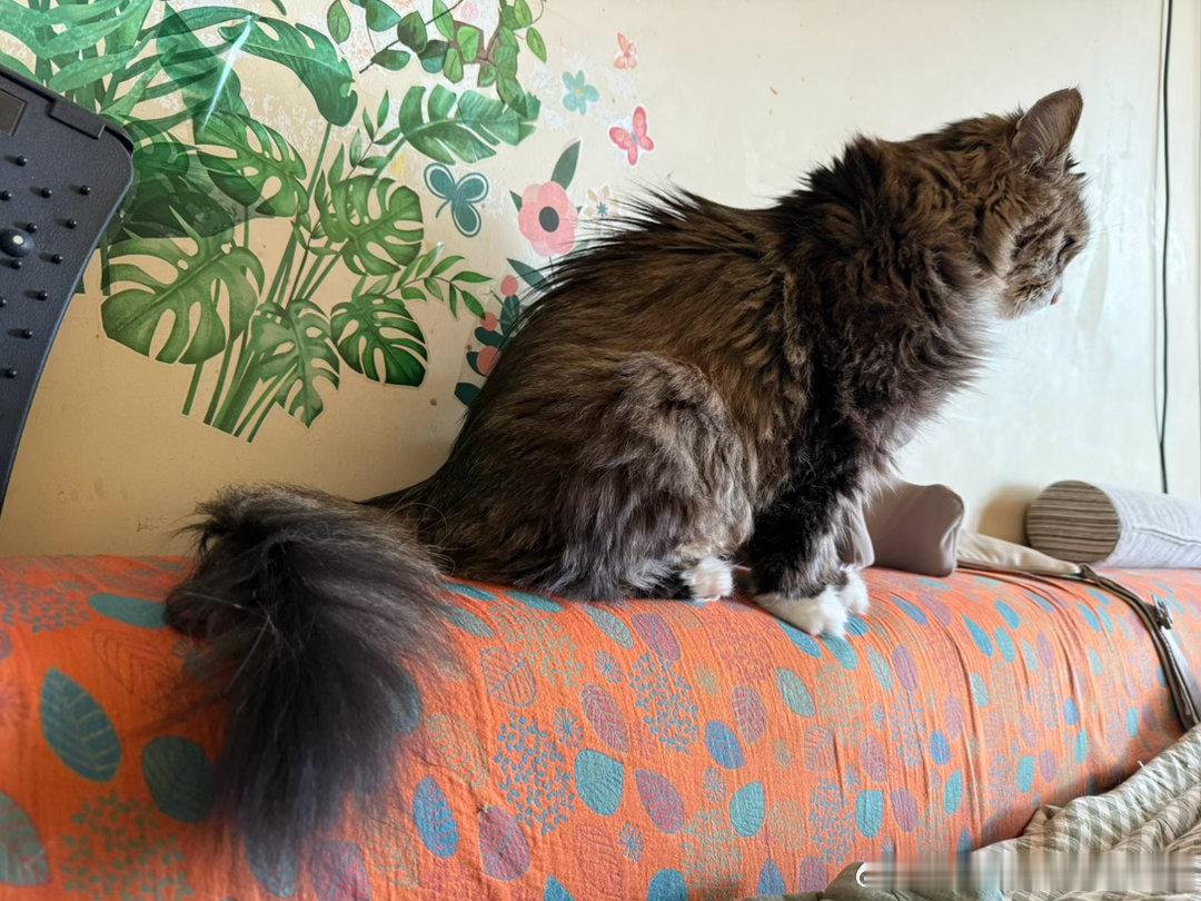 小猫咪短发长长的时候也有尴尬期今年到现在还不热，也就只剪了两次。不知道后面会不会
