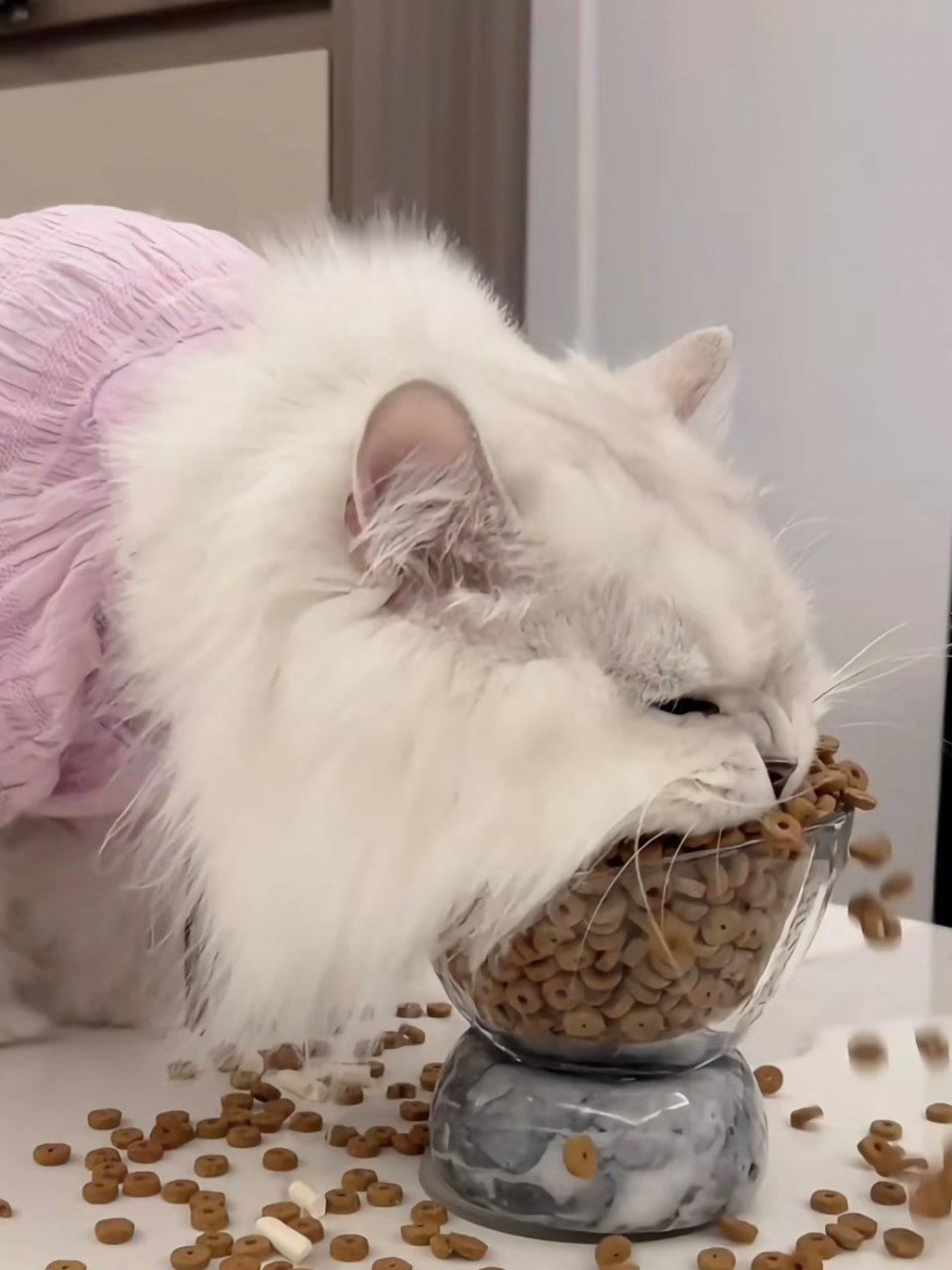 小猫哥遇上了最懂他的猫一直以为深渊巨口的干饭猫都是摆拍，直到我养了两只猫，碗里从