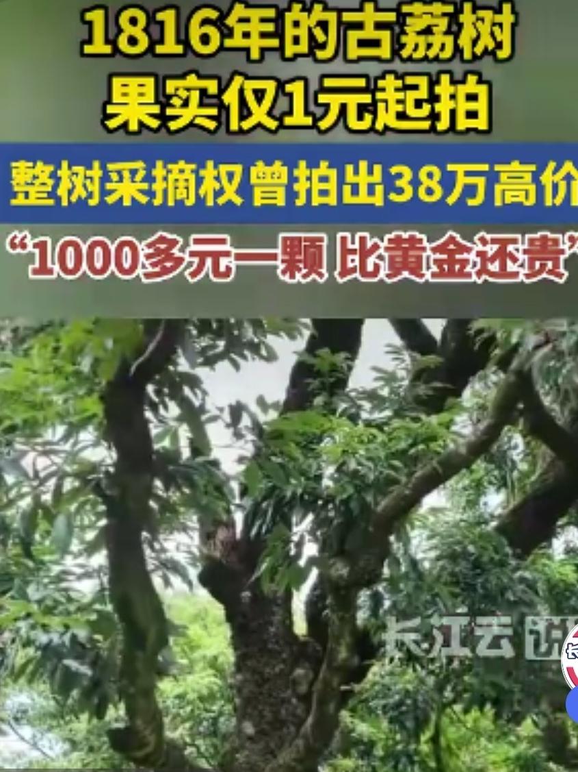 广东茂名一棵1816岁古荔树果实拍卖，树主：以前10元一斤，现在1000多元一颗