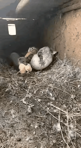 黄鼠狼叼着鸭宝宝准备逃跑，被猫逮到了，猫：在我的地盘也敢撒野[捂脸哭][捂脸哭][