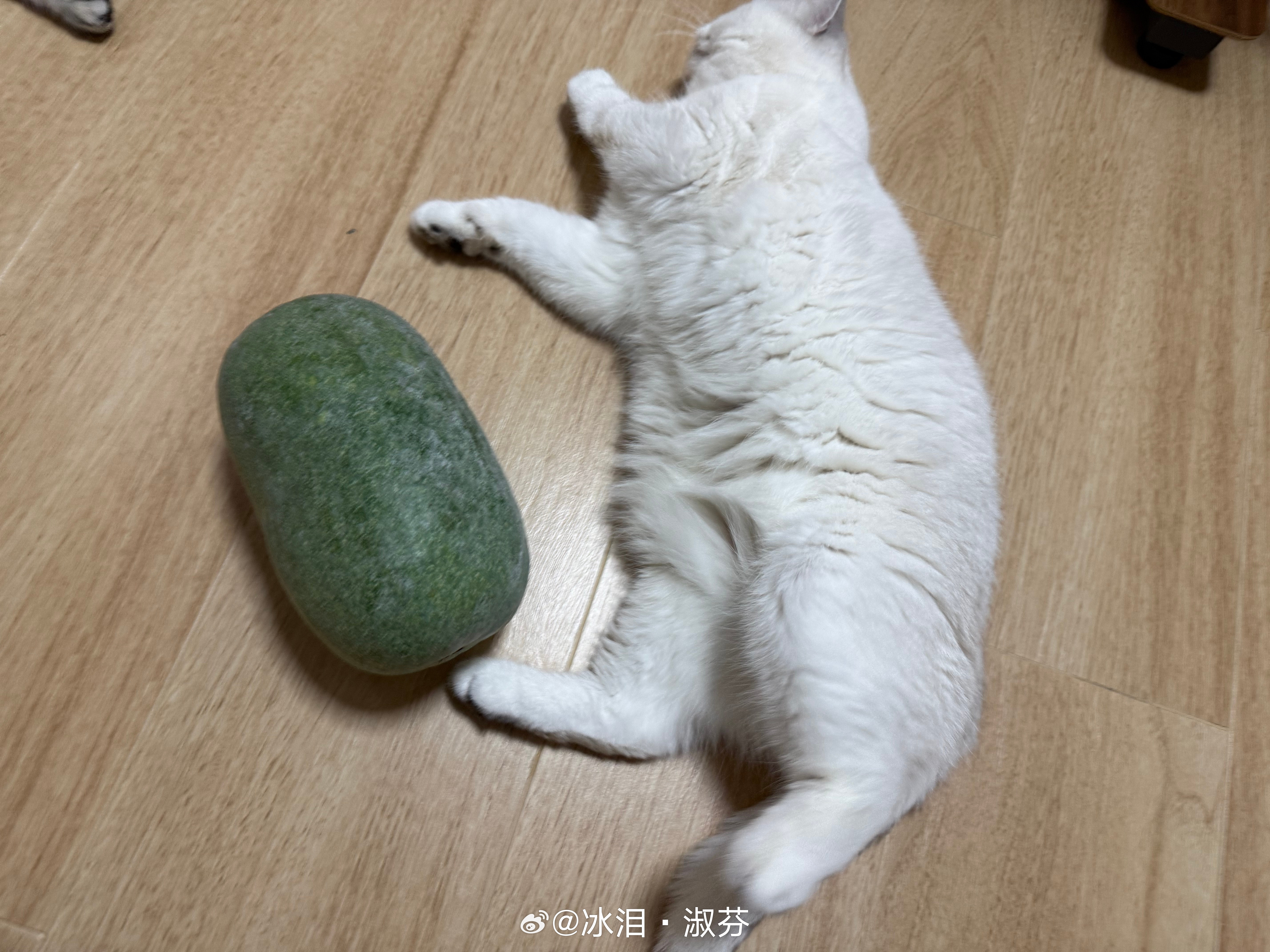 这个冬瓜显得猫胖猫咪冬瓜