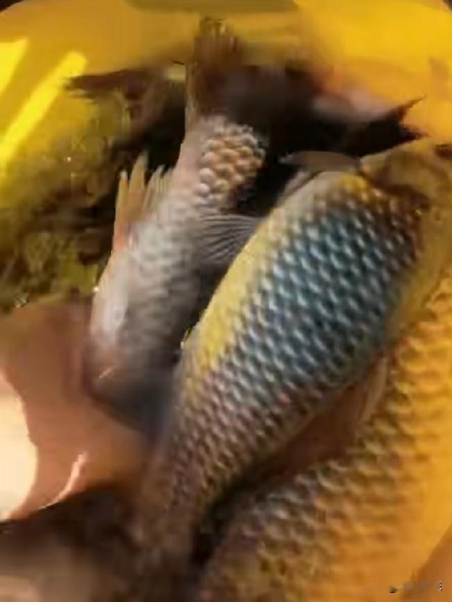 野钓鲫鱼要找障碍区水底结构作钓，没有结构其实是可以自己创造结构的。这就是树枝