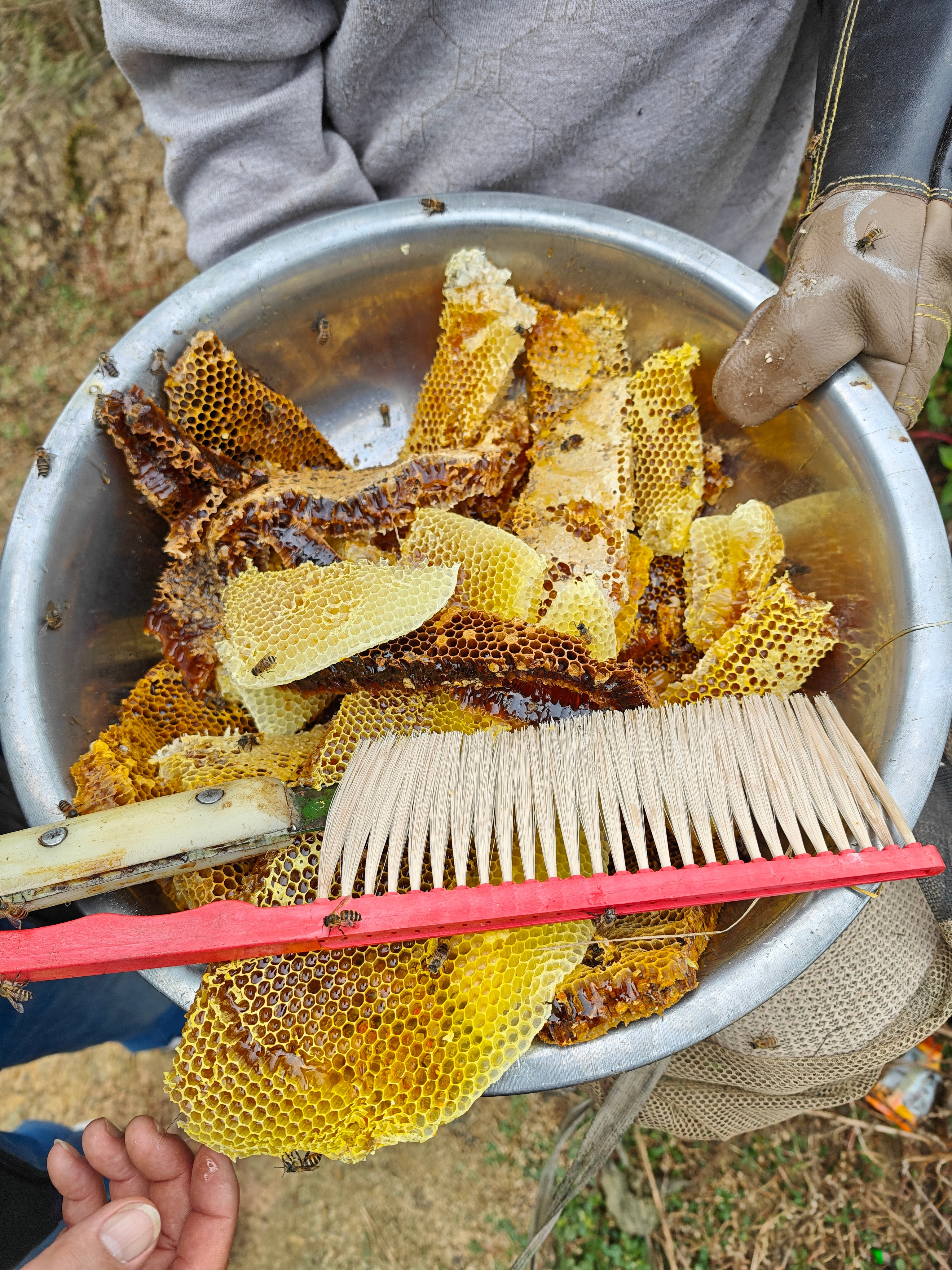 刚从蜂桶里拿出来的，蜜蜂还在跟着跑好甜
