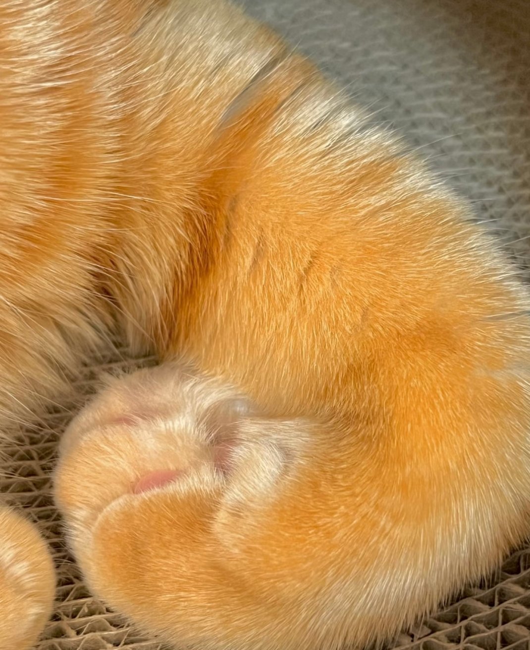 这虎皮卷，夯不夯？真的受不了一边拍一边欣赏的程度