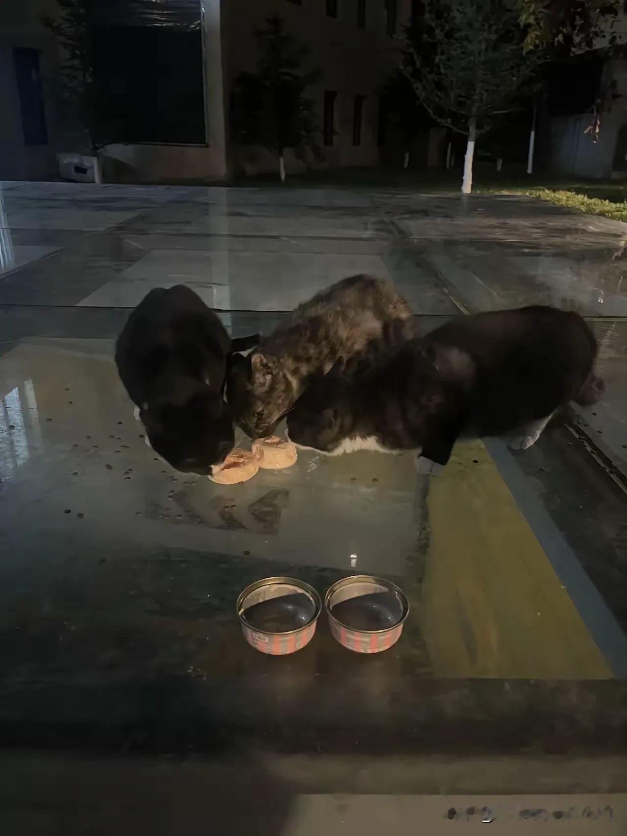 每当夜幕降临,就有专业偷猫贼,用带有麻醉药的食物引诱流浪猫,把猫咪麻醉后抽血卖给