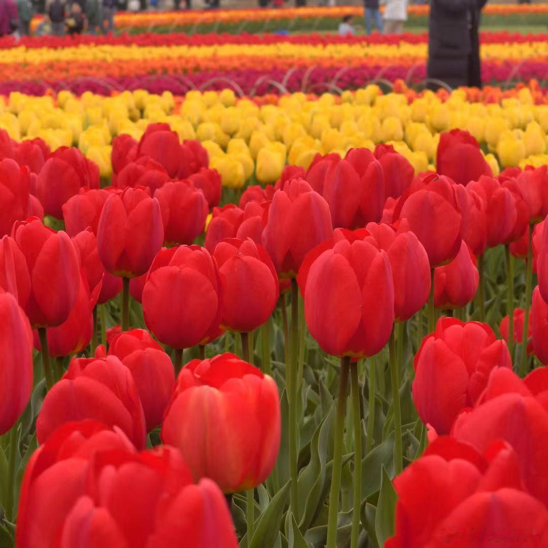 AI的颠覆性本质甲骨文的LarryEllison说，AI比工业革命更