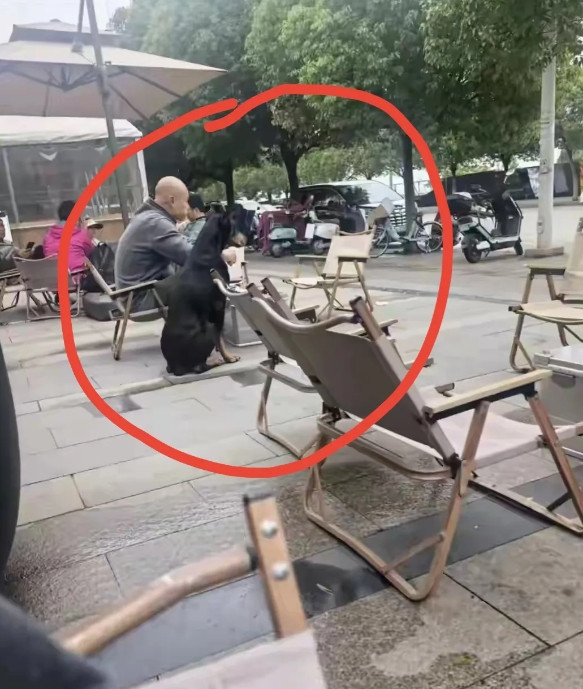 网友纷纷感到震惊著名主持人乐嘉在大理遛狗2小时他到底遭遇了什么？完全一副无所