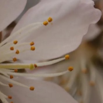 种植🌹山桃种植方法一、土壤：山桃对土壤适应力强，耐旱耐贫瘠，但以选择排水性好