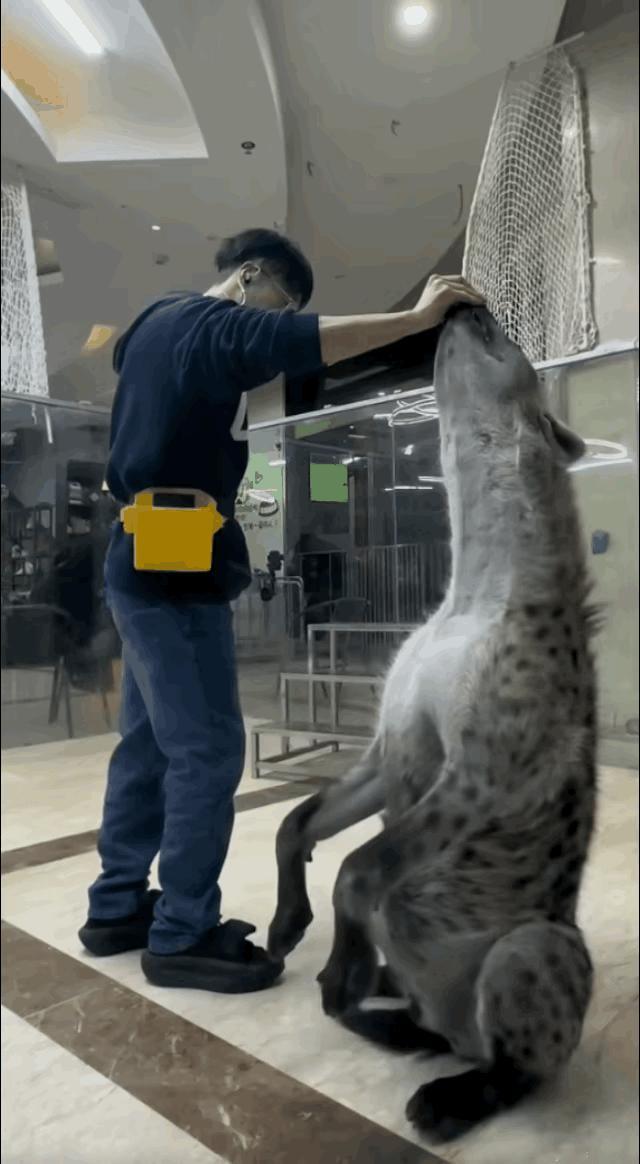 斑点鬣狗只是看起来小，成年平均体长将近两米。斑点鬣狗的咬合力排第七，远比狮子老虎