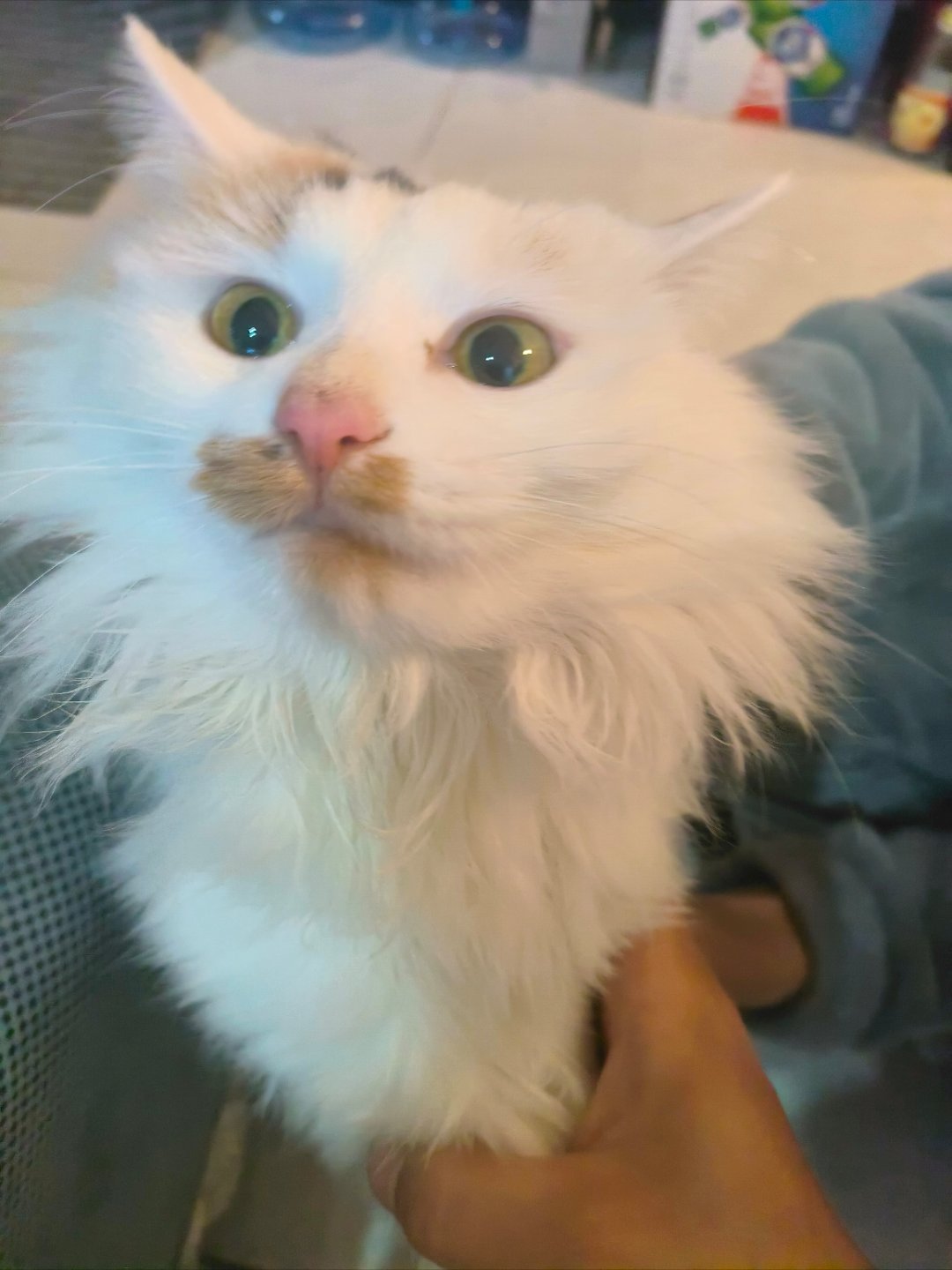 这只长毛小猫咪也太招人疼了！脑门上那撮黑毛像自带小眉毛，鼻子边的棕斑又像沾了块小