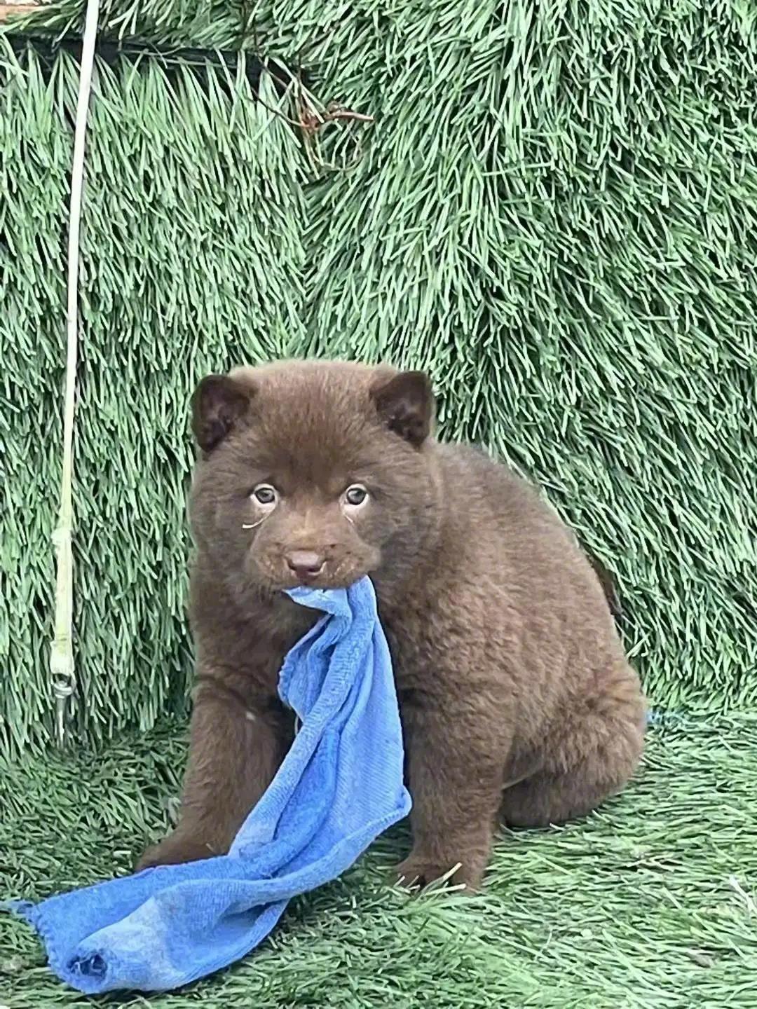 哟，这个山牛红，不错哦！