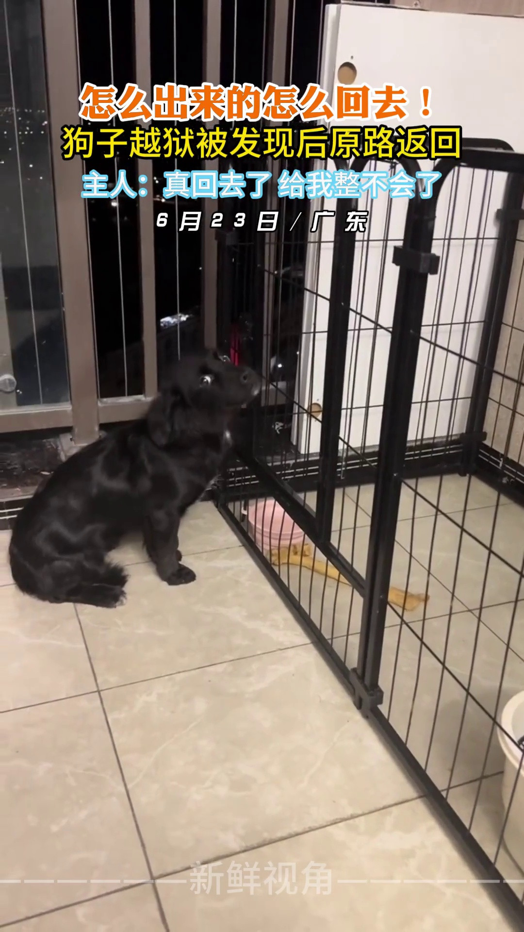 怎么出来的怎么回去！狗子越狱被发现后原路返回