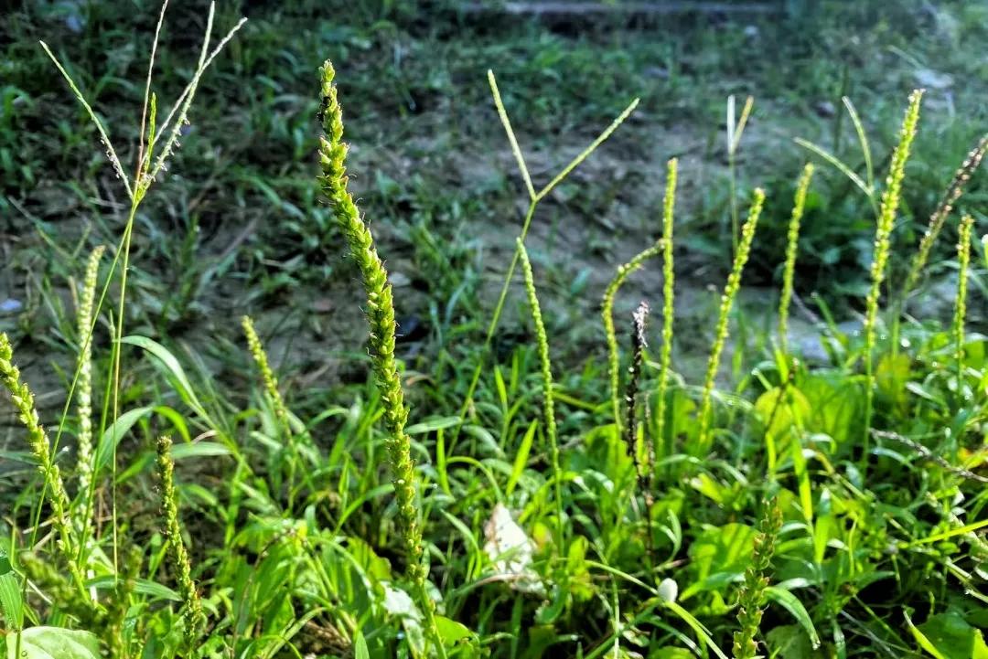 人生没有太晚的开始，只有太早的放弃。你起步晚，未必没有好发展；你在人后，未必一
