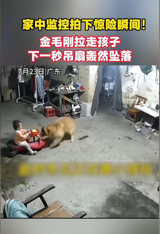 “以后吃饭狗能上桌！”7月23日报道，广东，孩子坐在扭扭车上玩，头顶就是吊扇。突