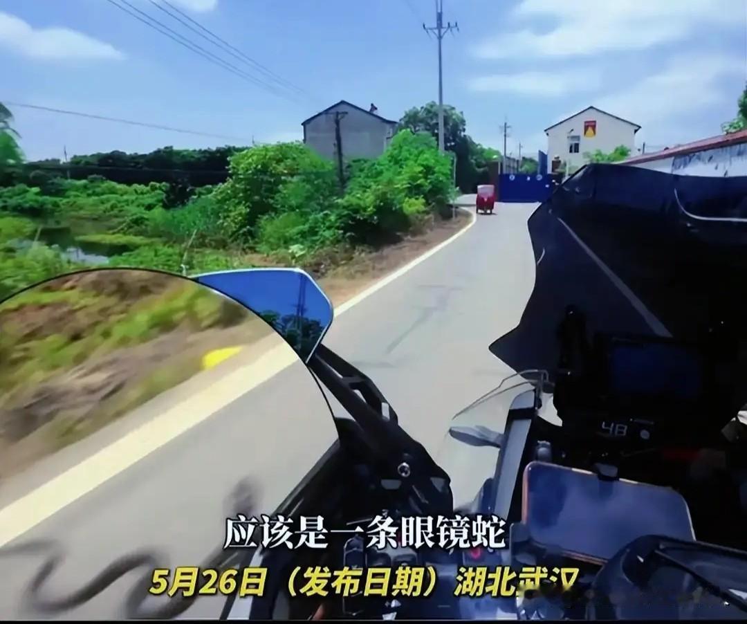 这条眼镜蛇太聪明了，学会了守株待兔！武汉一男子在路上骑摩托车，一开始发现路边