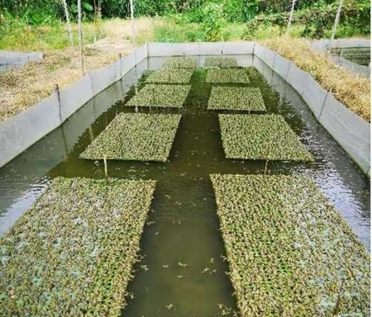 牛蛙抗生素牛蛙加工厂灰色操作曝光……这很可能是养殖牛蛙很普遍的情形。在自然
